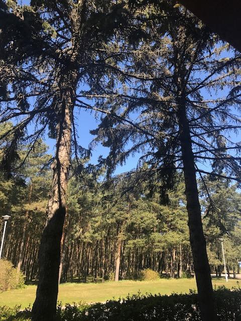 Vila Medus Palanga Esterno foto